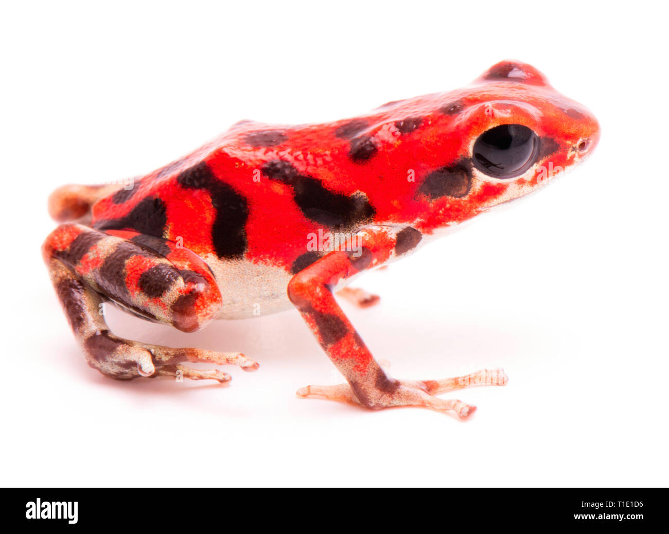 Rojo vibrante poison dart frog. Bosque lluvioso tropical de animales venenosos, Oophaga pumilio aislado sobre un fondo blanco. Foto de stock