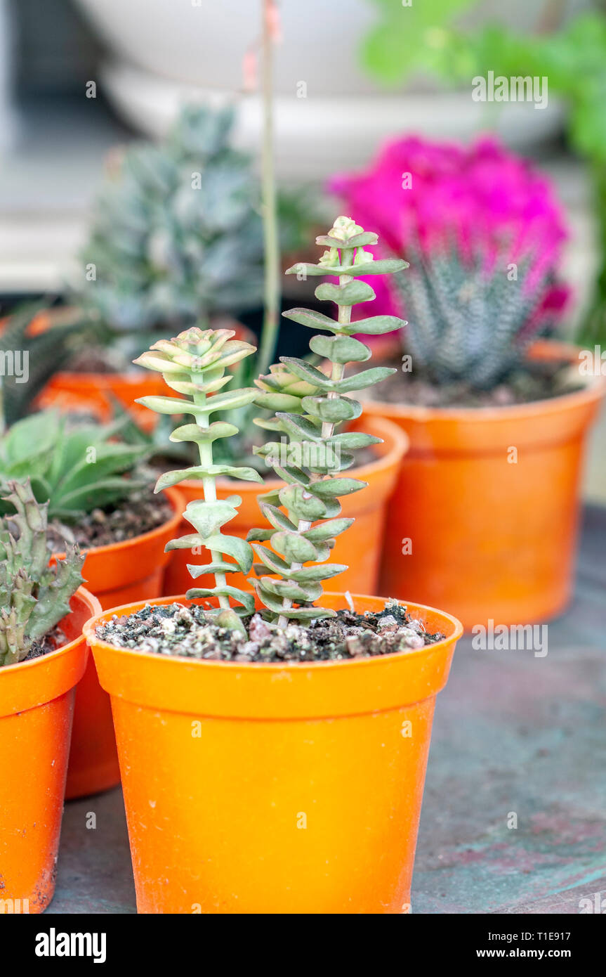 Visualización de macetas con plantas suculentas Foto de stock