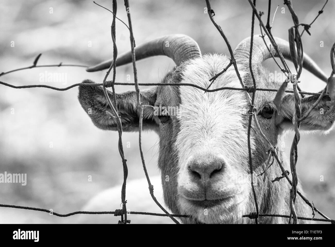 Una cabra (Capra aegagrus hircus) compañeros en el fotógrafo a través de un  cerco de alambre de púas Fotografía de stock - Alamy