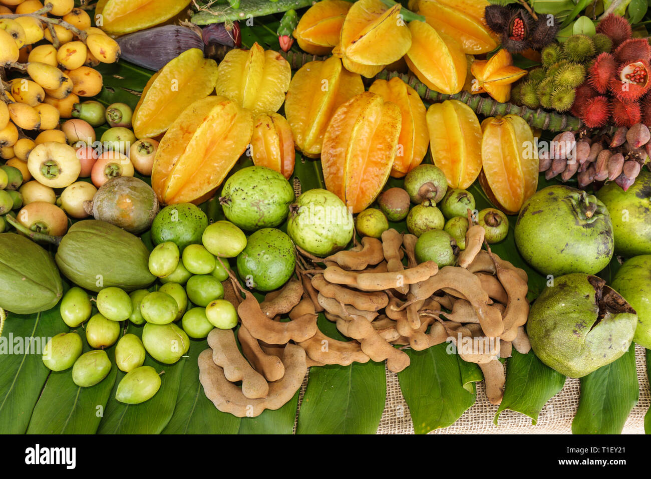 Miami Florida, Kendall, Tropical Park, Miami International Agriculture & Cattle Show, Fruit