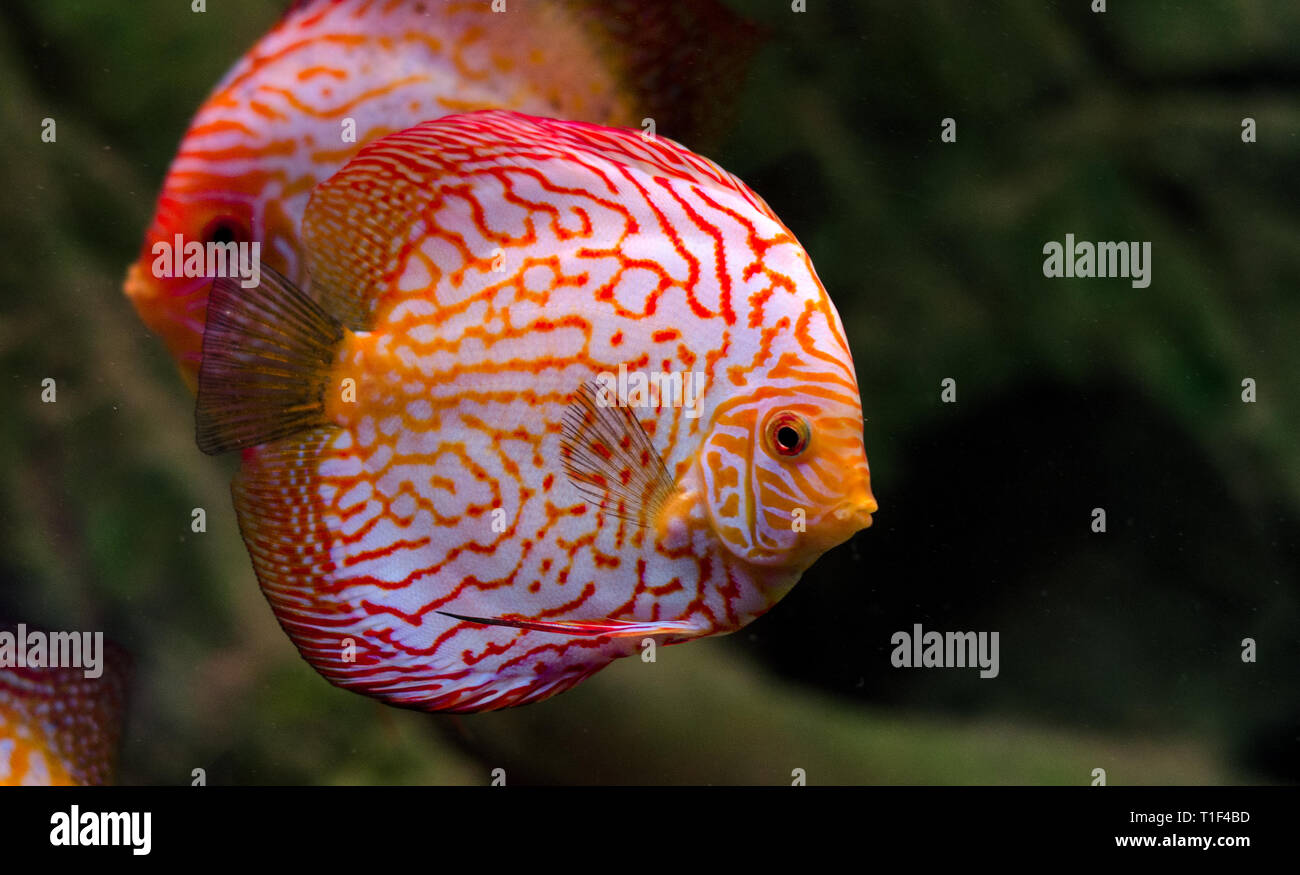Discus peces flotando en el acuario. Los peces de agua dulce en el acuario. Grandes peces para la decoración de tu hogar. Foto de stock