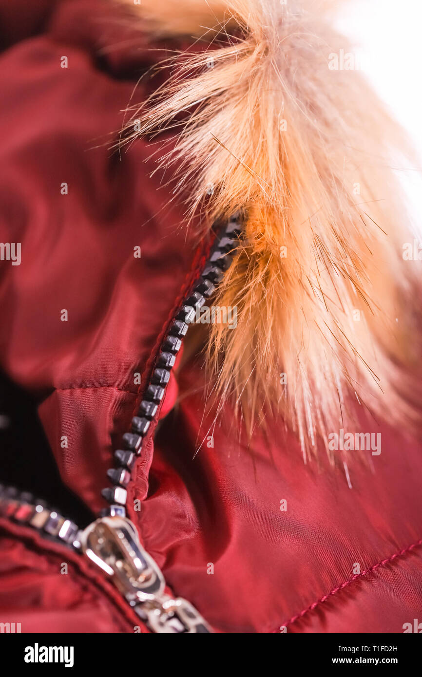 Cierre de cremallera en chaqueta roja con pelo , moda invierno outfit.  Chaqueta aislado sobre fondo blanco Fotografía de stock - Alamy