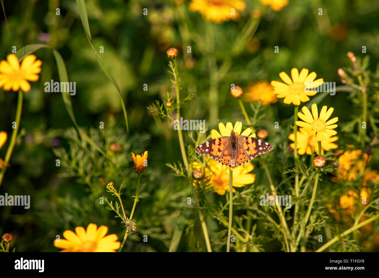 Vanessa cardui mariposas sentado en una flor de crisantemo silvestre amarillo durante la migración de África a Europa a través de Israel Foto de stock