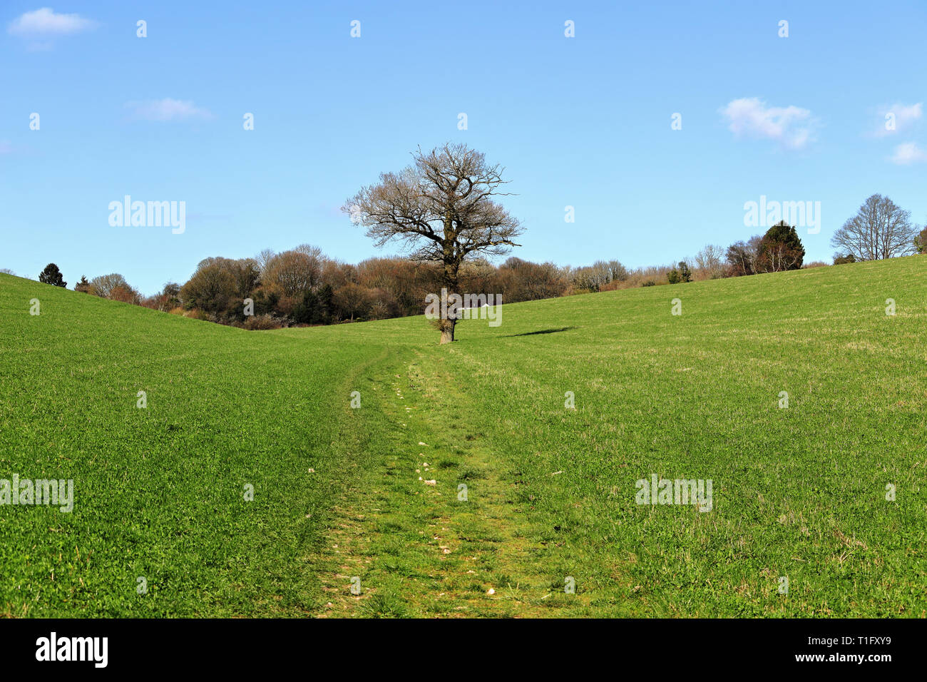Un paisaje rural inglés con la vía a través de un campo de cultivo en las colinas de Chiltern con solitario árbol Foto de stock