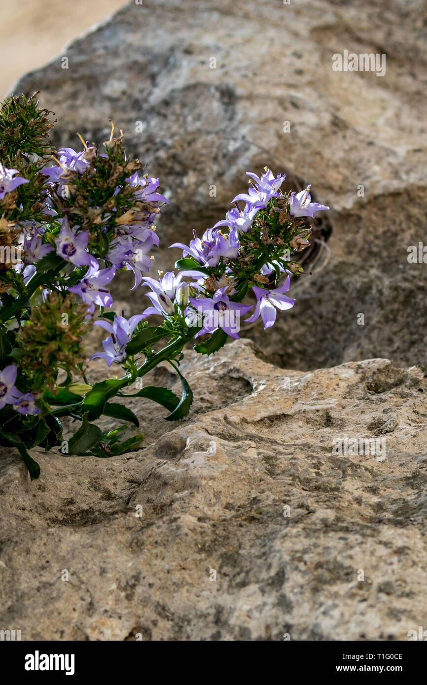 Soft Focus de licitación hermosas flores púrpura con cinco pétalos de tierra sobre la roca seca con agujeros en Matera, región Basilicata del sur de Italia. Su verano Foto de stock
