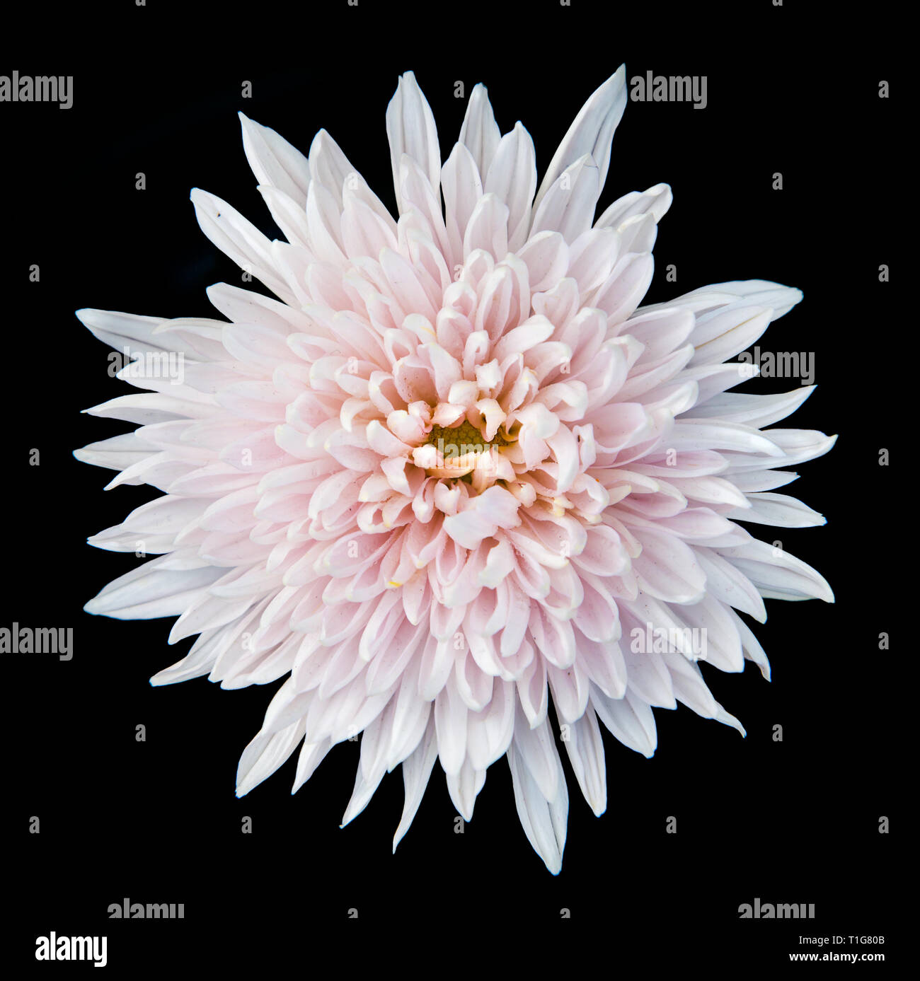 Única flor de crisantemo blanco sobre negro aislado Foto de stock