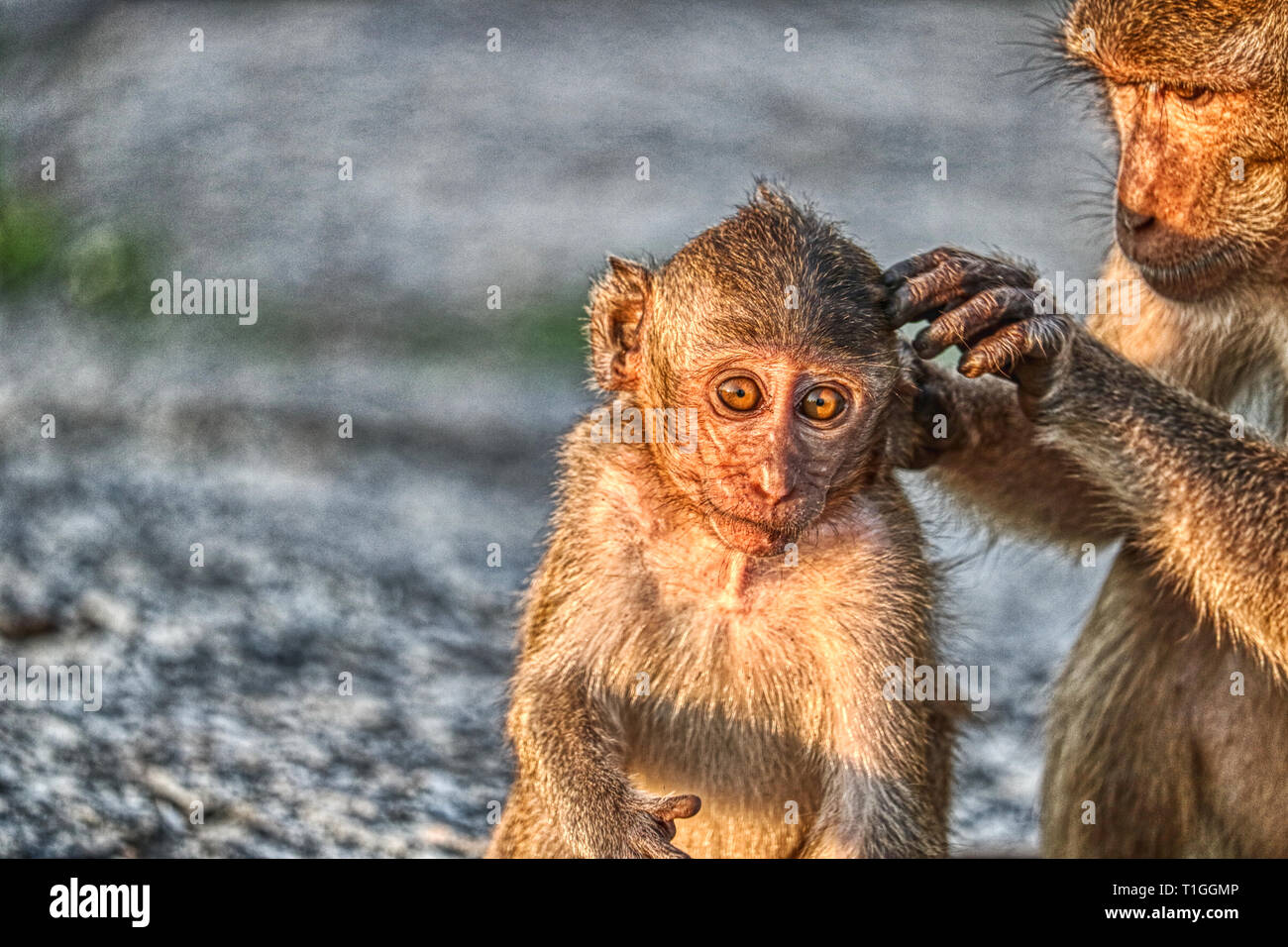 Esta imagen muestra los únicos monos silvestres al atardecer en el Monkey Rock de Hua Hin en Tailandia Foto de stock