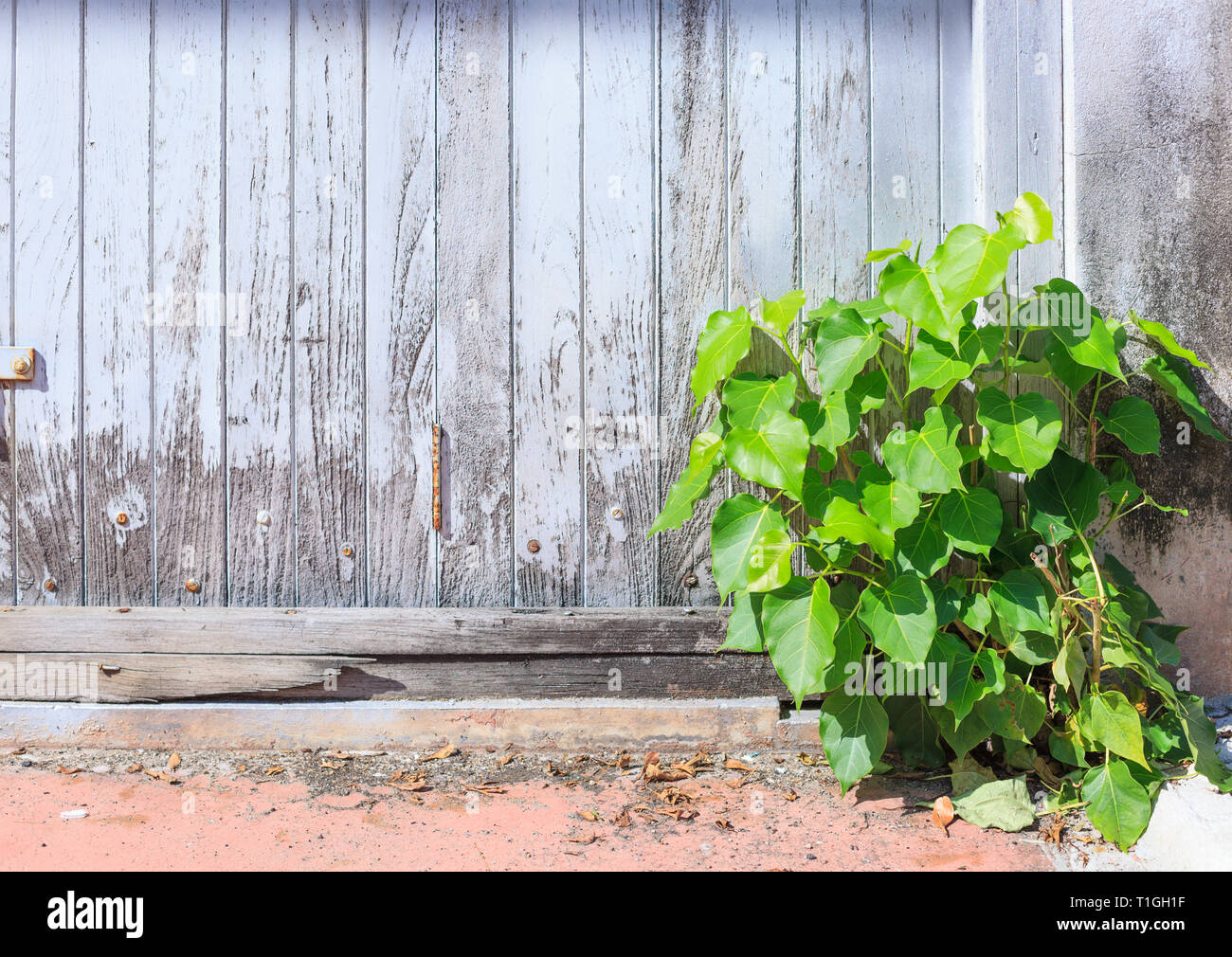 Ancianidad Pintados De Color Blanco Del Panel De Madera Aspera