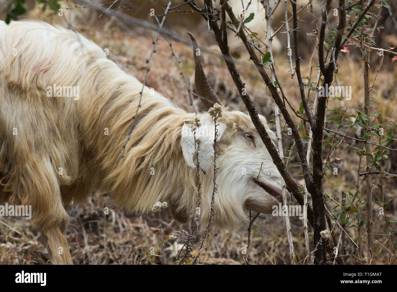 Animal con cuernos fotografías e imágenes de alta resolución - Alamy Animal con cuernos fotografías e imágenes de alta resolución - Alamy