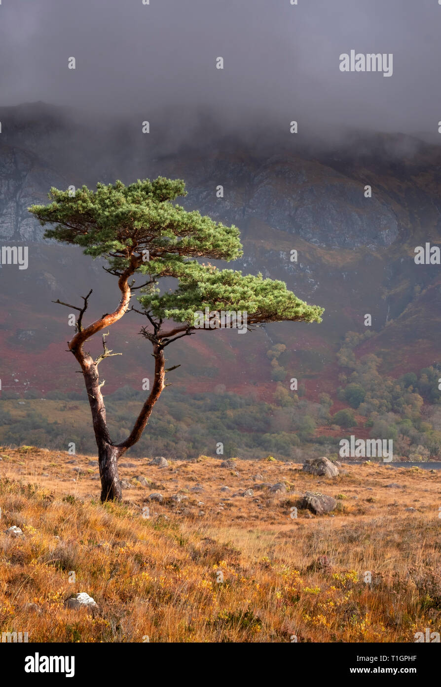 Pino árbol arriba Loch Maree respaldado por Slioch, Wester Ross, en las Tierras Altas de Escocia, Reino Unido Foto de stock