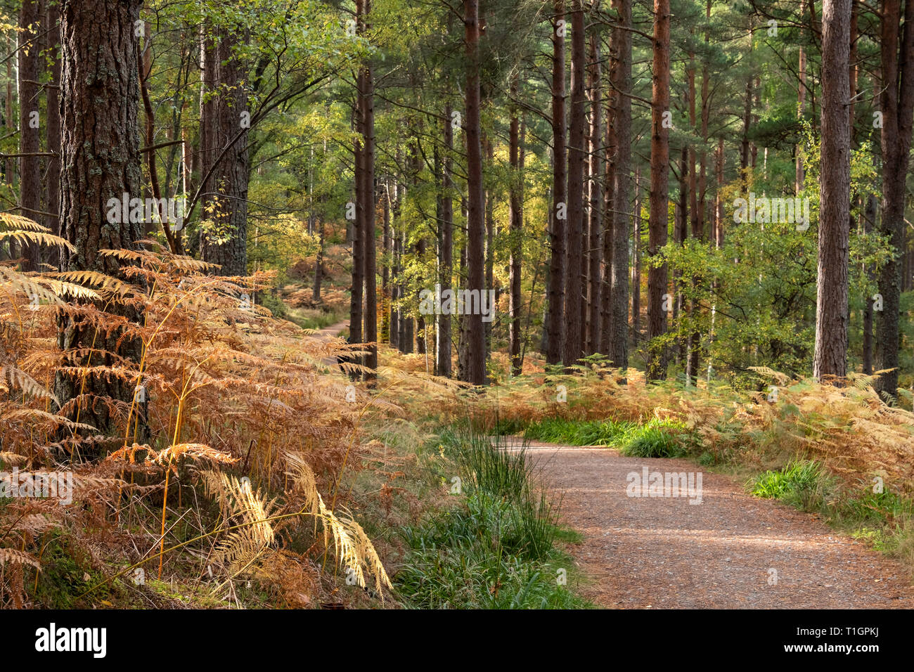 Caminos serpenteantes Pinar en otoño cerca de Fochabers, Moray, al noreste de Escocia, Reino Unido Foto de stock