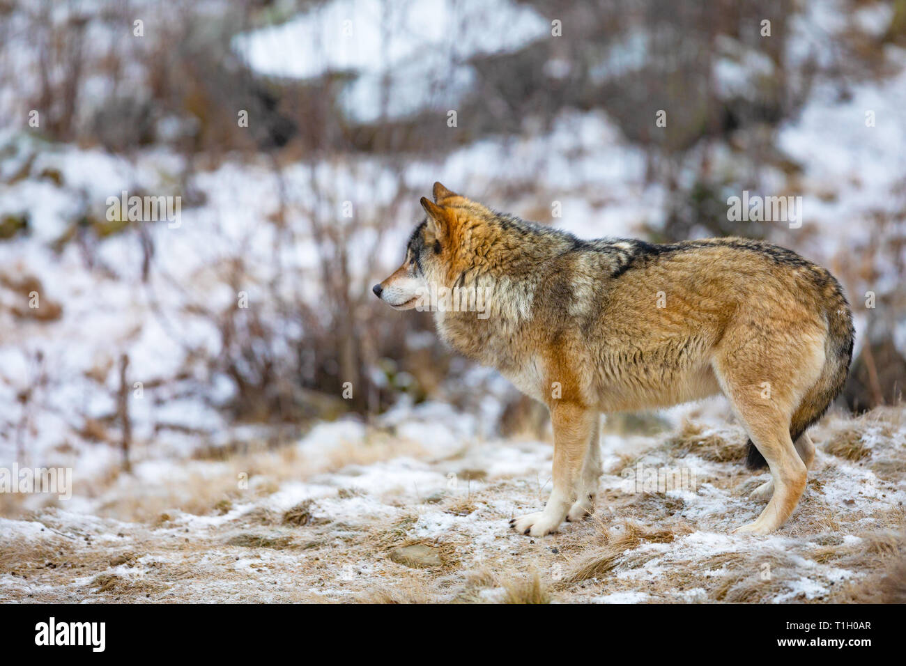 Hermoso macho wolf de pie en el bosque Foto de stock