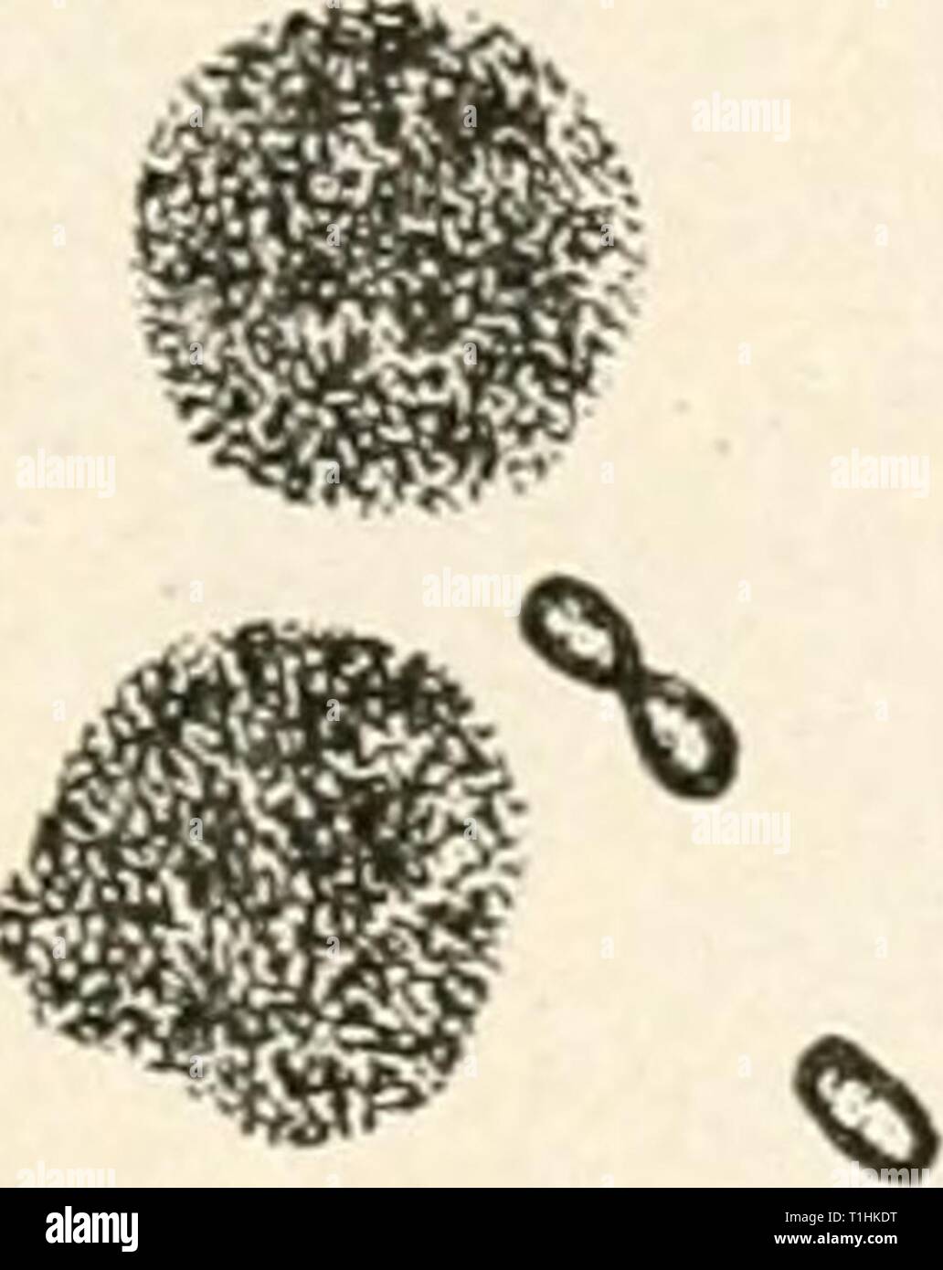 Centimetros Cubicos Y Mililitros Es Lo Mismo Centímetro cúbico fotografías e imágenes de alta resolución - Alamy