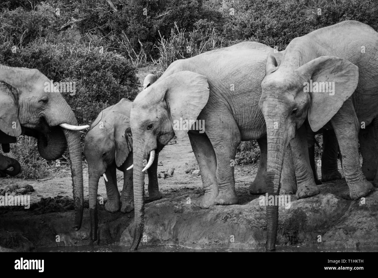 El Elefante y el elefante. Kenya. Safari en África. El elefante africano. Animales de África. Viajar a Kenia. Familia de elefantes. Foto de stock