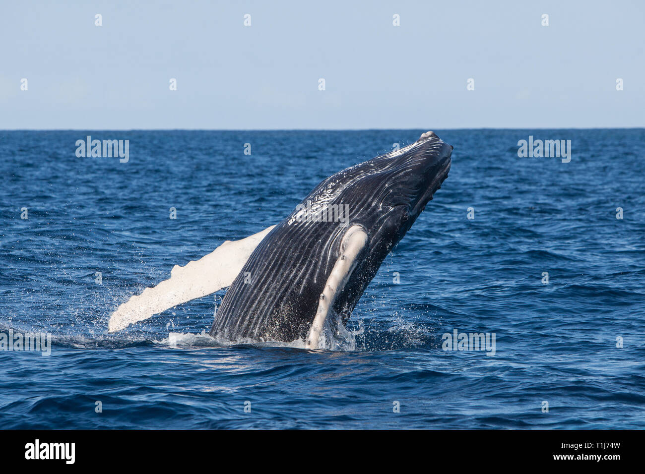 Una joven ballena jorobada, Megaptera novaeangliae, infracciones de las azules aguas del Mar Caribe. Foto de stock