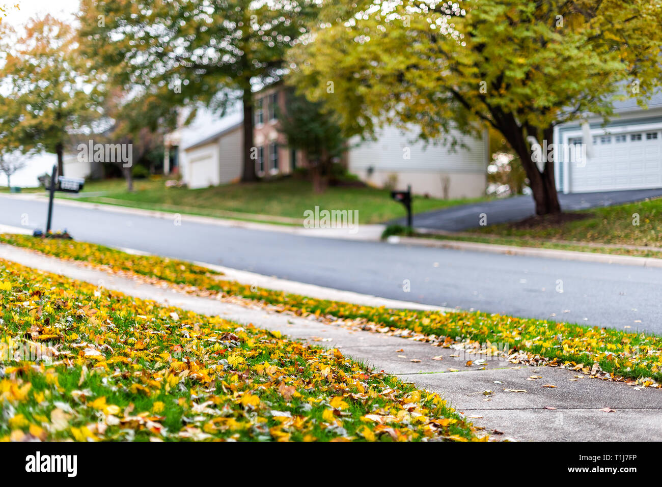 El condado de Fairfax, Virginia del Norte barrio residencial en otoño con casas y carretera pavimentada con nadie y muchos caído otoño amarillo escénica deja Foto de stock