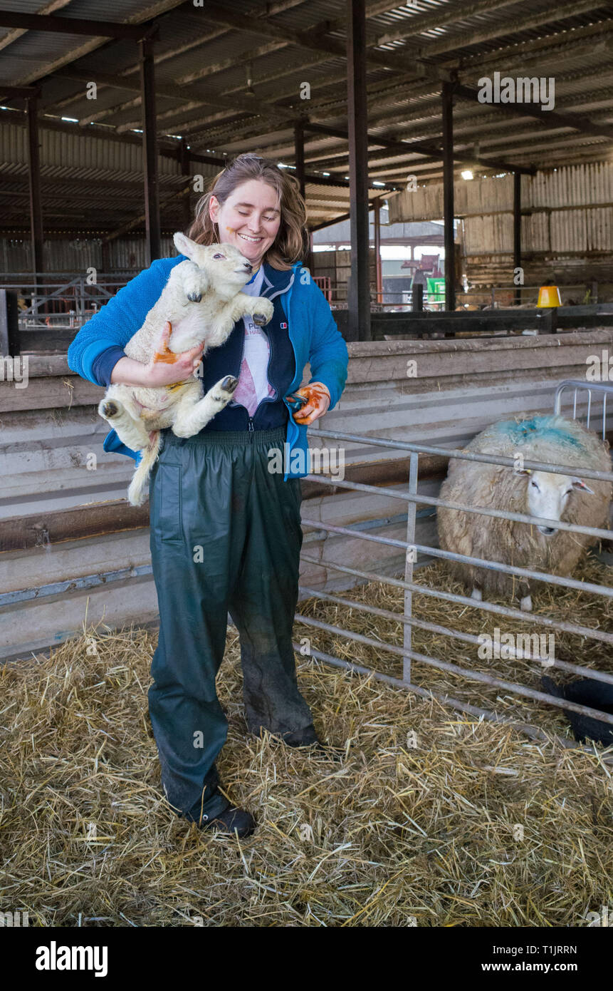 BRIDGEND, Gales, Reino Unido. 11 de marzo de 2019. Agricultor Polly Davies de Slade granja posee un recién nacido cordero en su granja orgánica. Hoy la agricultura galés Foto de stock