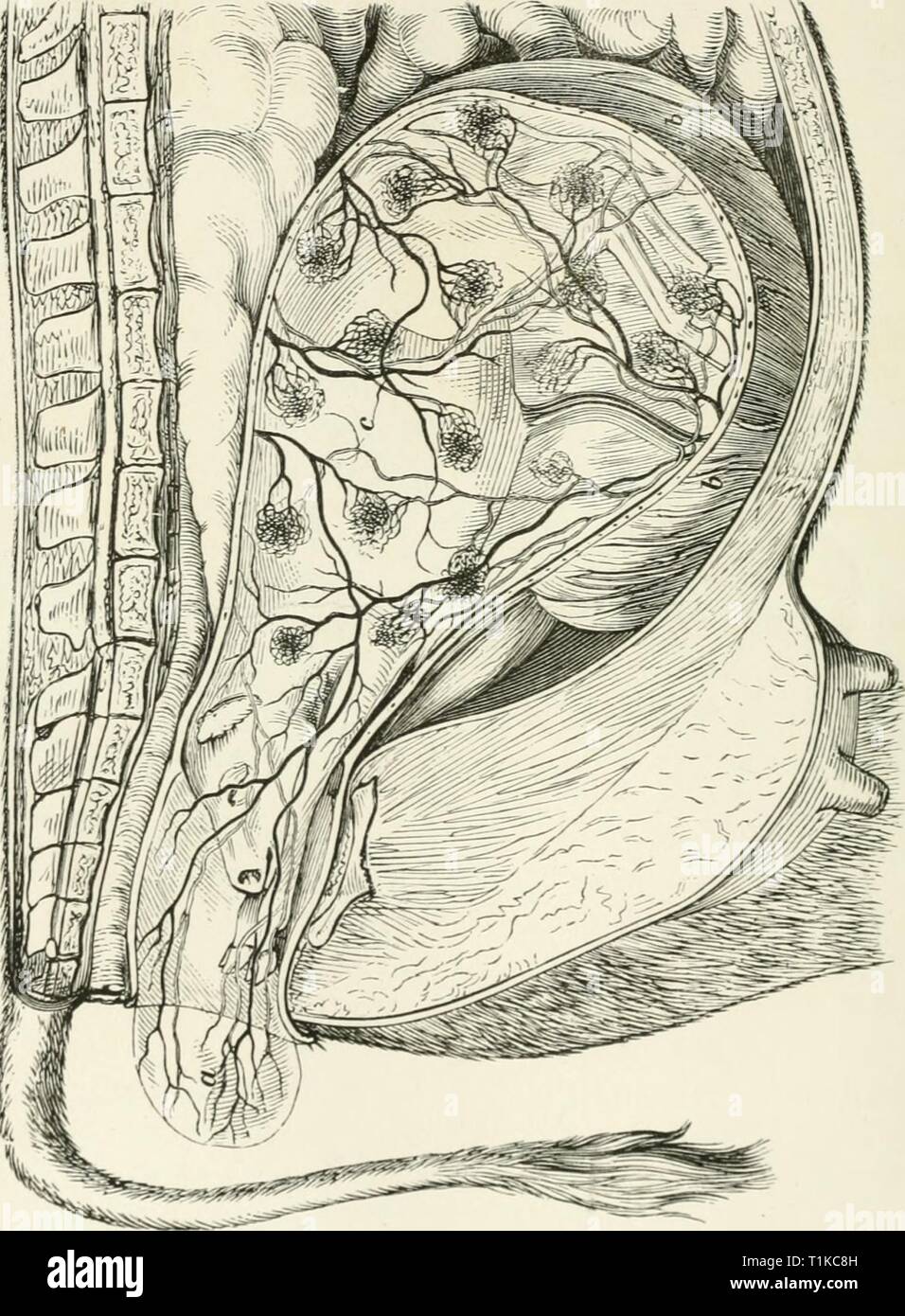 3 0 1 Buey Fotos E Imagenes De Stock Alamy