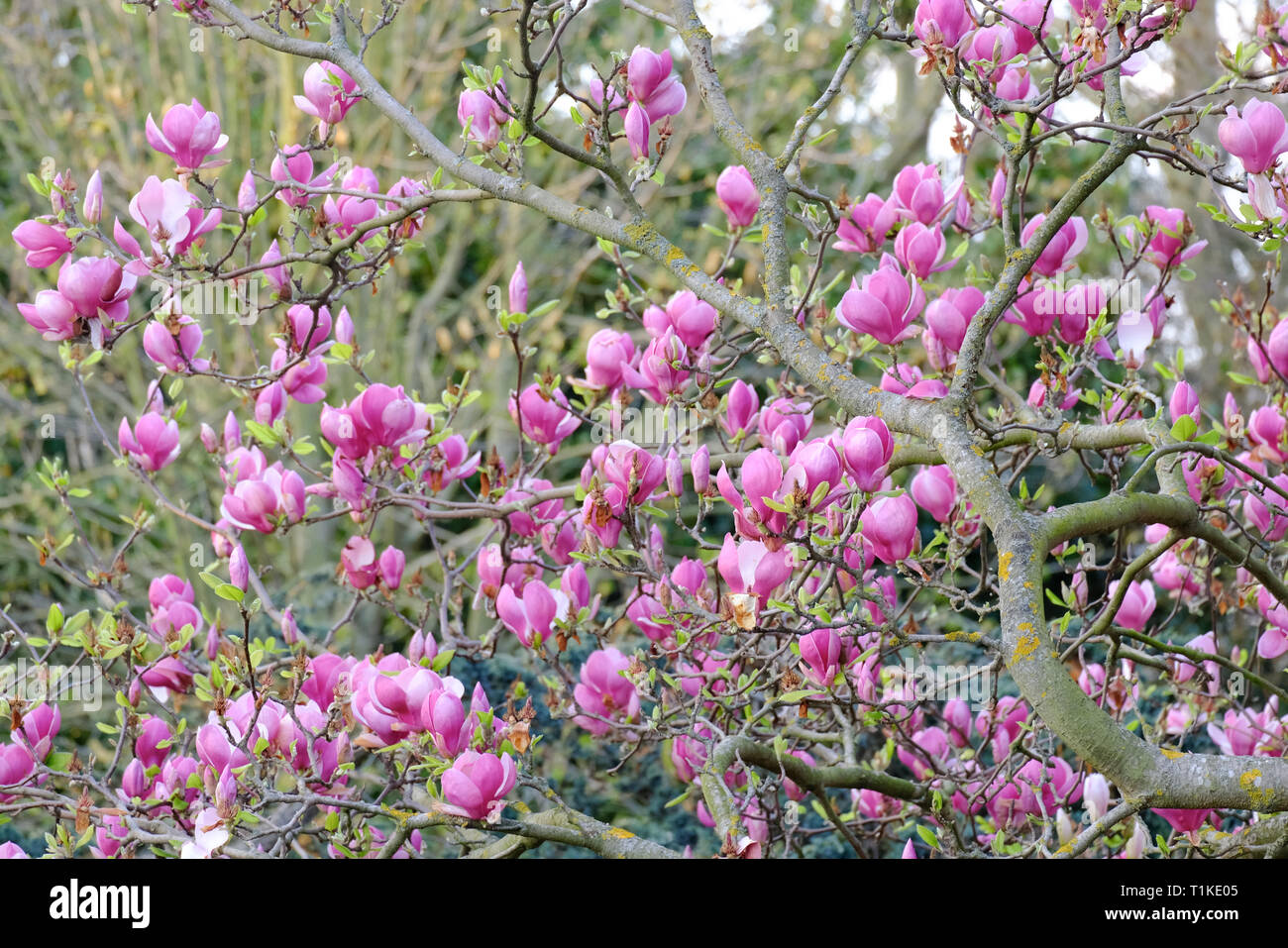 Árbol de Magnolia rosa con flores y hojas en ciernes Fotografía de stock -  Alamy