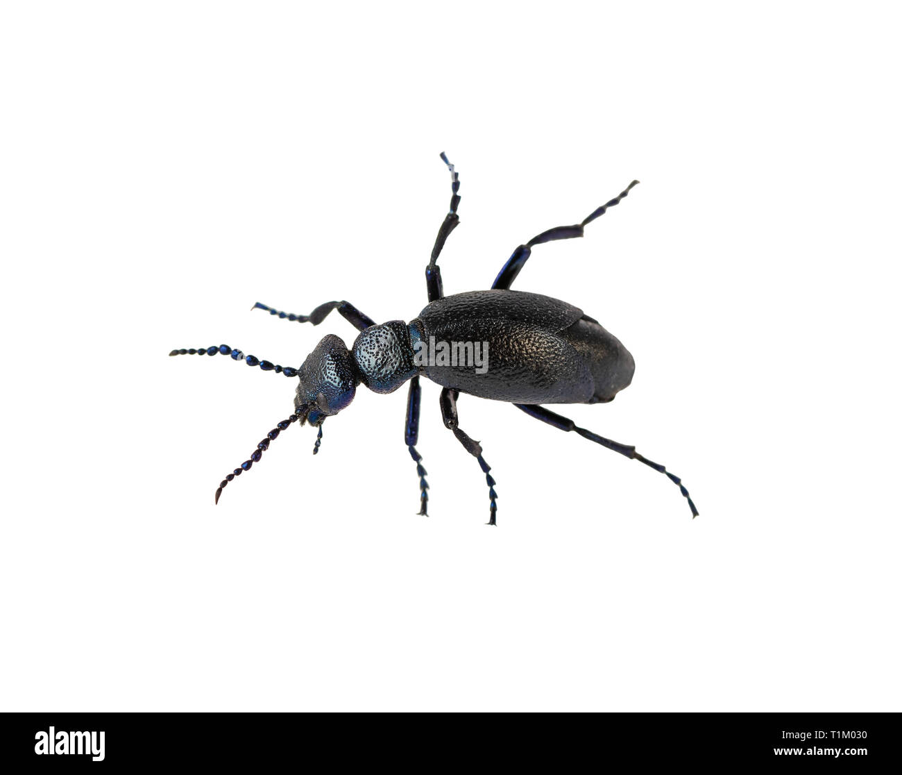 Aceite negro arrastra Meloe Escarabajo escarabajo macho proscarabaeus M. proscarabaeus sobre blanco Foto de stock