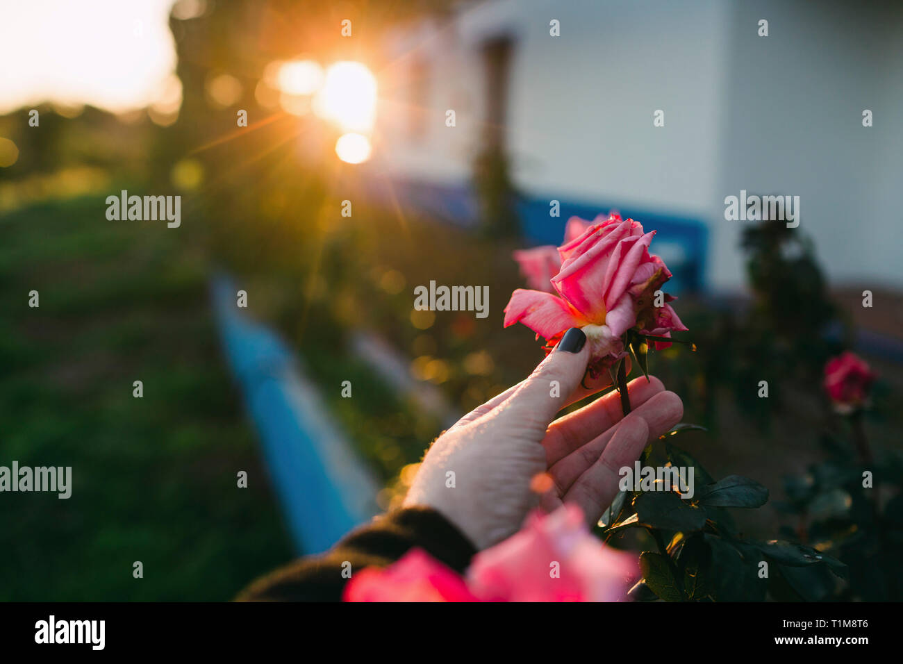 Perspectiva Personal mujer recogiendo rosa rosa en el jardín Foto de stock