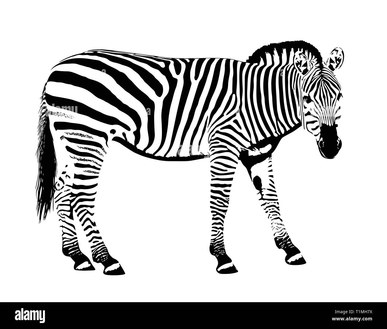 Galería animal Zebra máscara dibujada a mano ilustración vectorial Ilustración del Vector