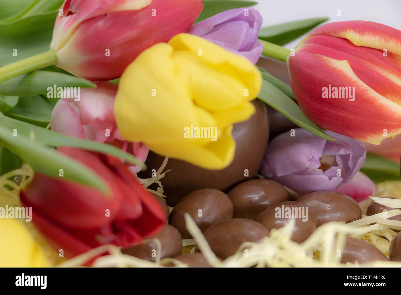 Closeup en coloridos tulipanes y huevos de chocolate para Pascua Foto de stock