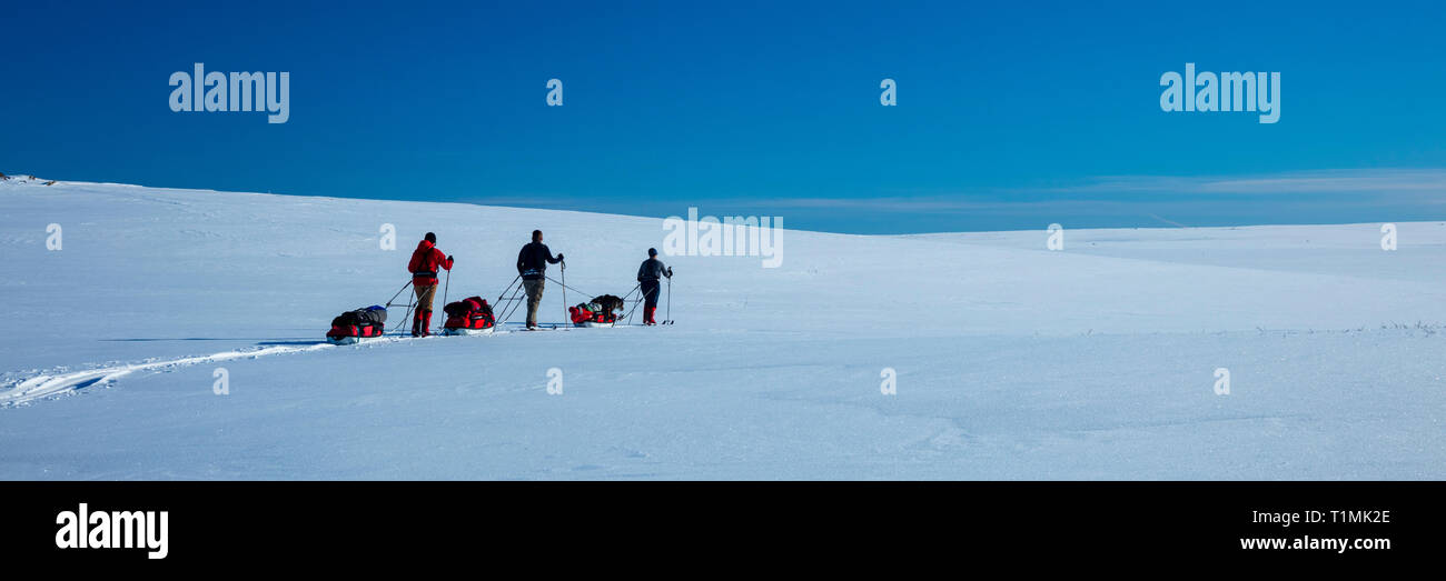 Grupo de esquí cross country atravesando la meseta de Finnmarksvidda. Finnmark, Noruega del ártico. Foto de stock