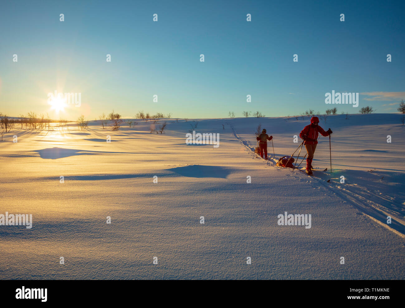 Grupo de esquí cross country atravesando la meseta de Finnmarksvidda. Finnmark, Noruega del ártico. Foto de stock