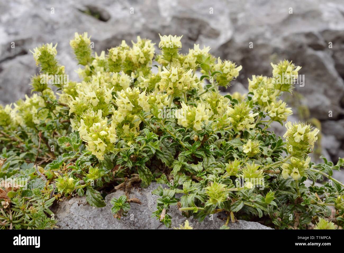 Montaña Hyssop-Leafed / té té de roca / Ironwort (Sideritis hyssopifolia) floración en la ladera de una montaña de roca en una grieta, Picos de Europa, España. Foto de stock