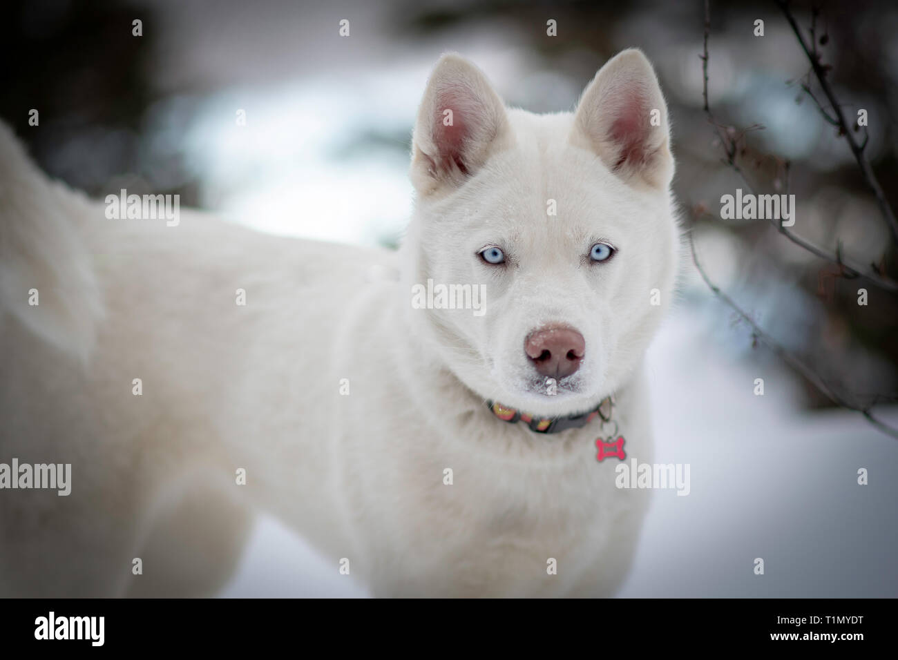 Husky Siberiano Blanco Fotografia De Stock Alamy Husky Siberiano Blanco Fotografia De Stock Alamy