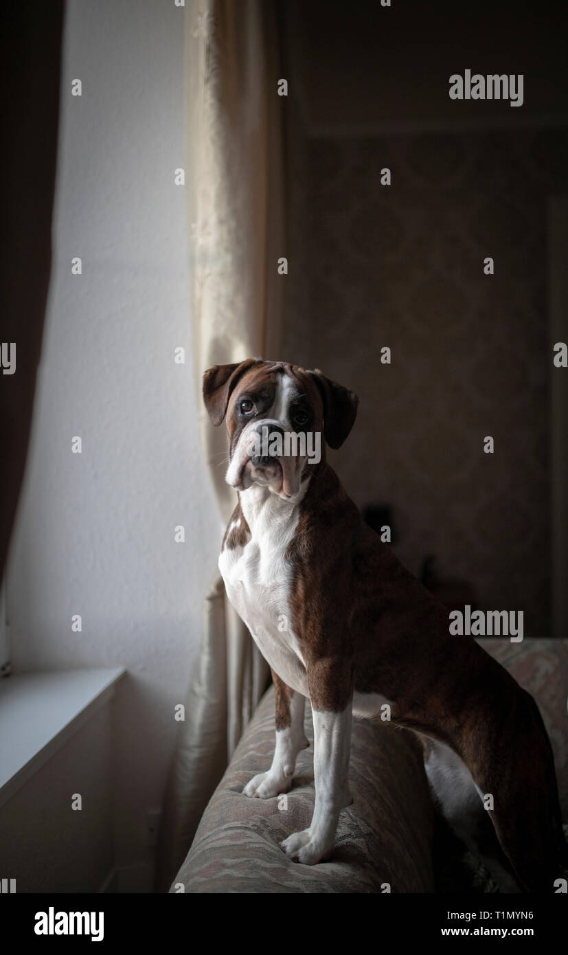 Perro Boxer Sentado Fotos E Imagenes De Stock Alamy