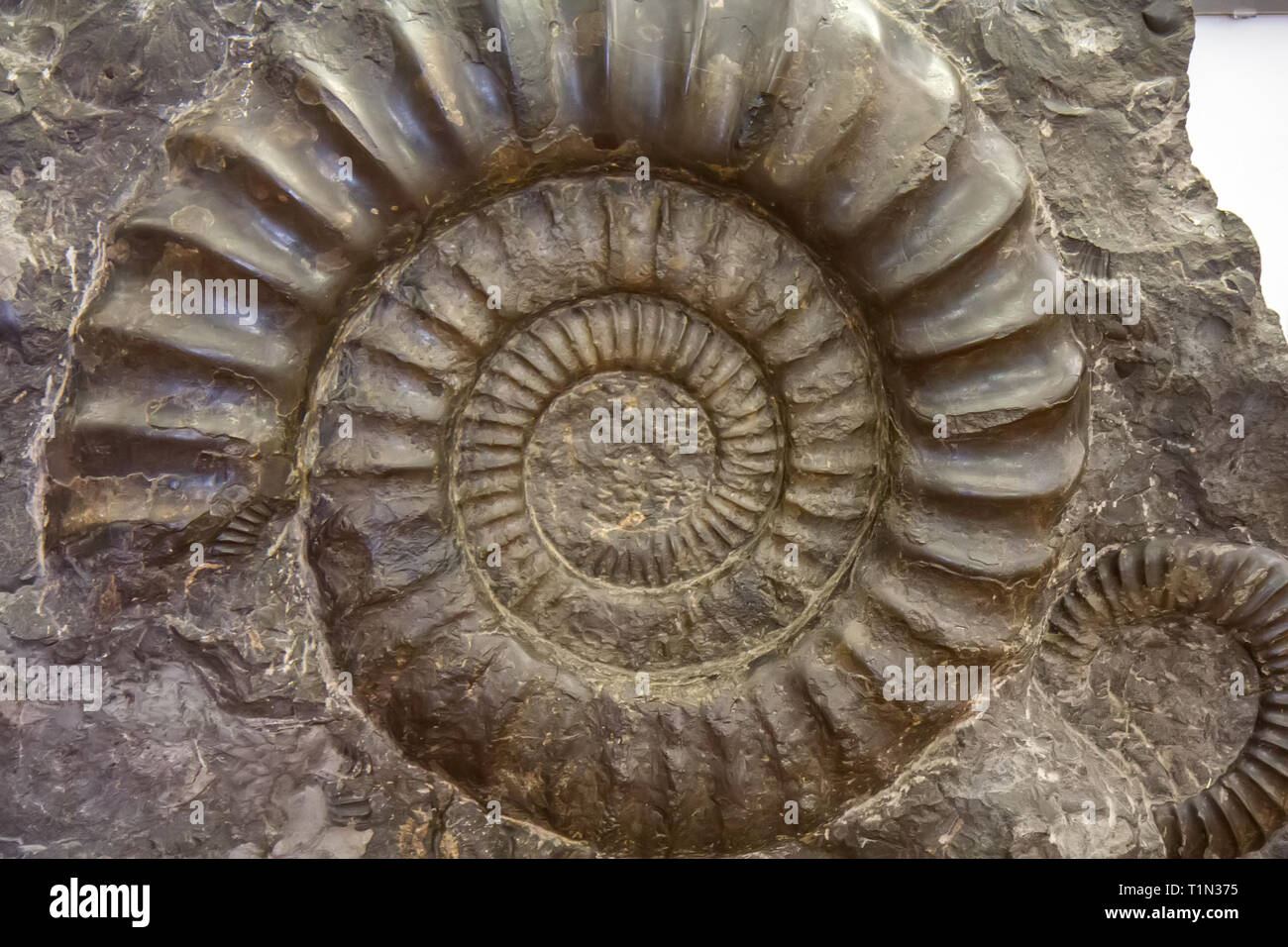 Espiral Amonita fósil en la piedra Foto de stock