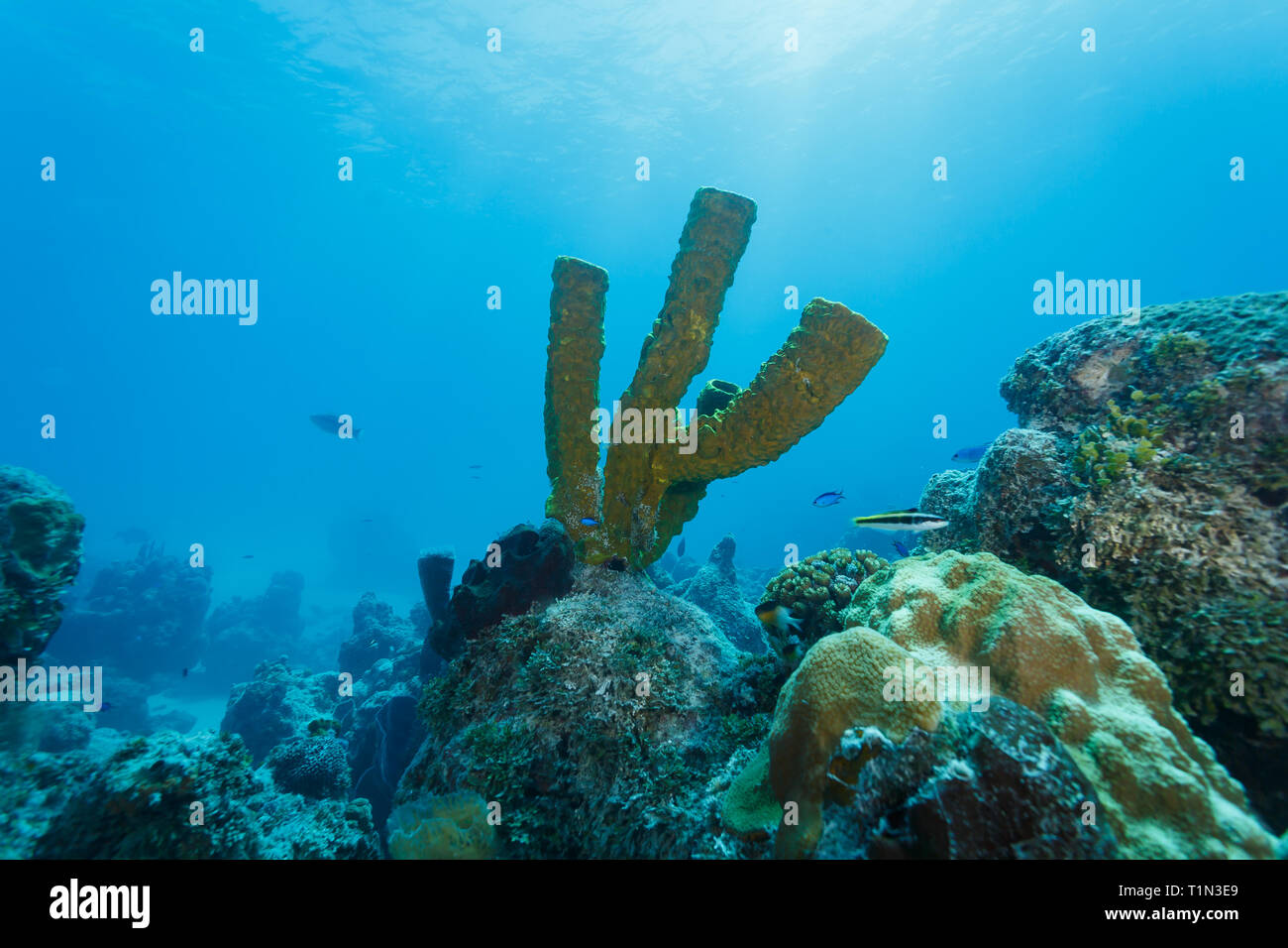 Primer plano del tubo de estufa de ramificación, Aplysina archeri, tubo esponja rising off grandes colonias de coral Foto de stock