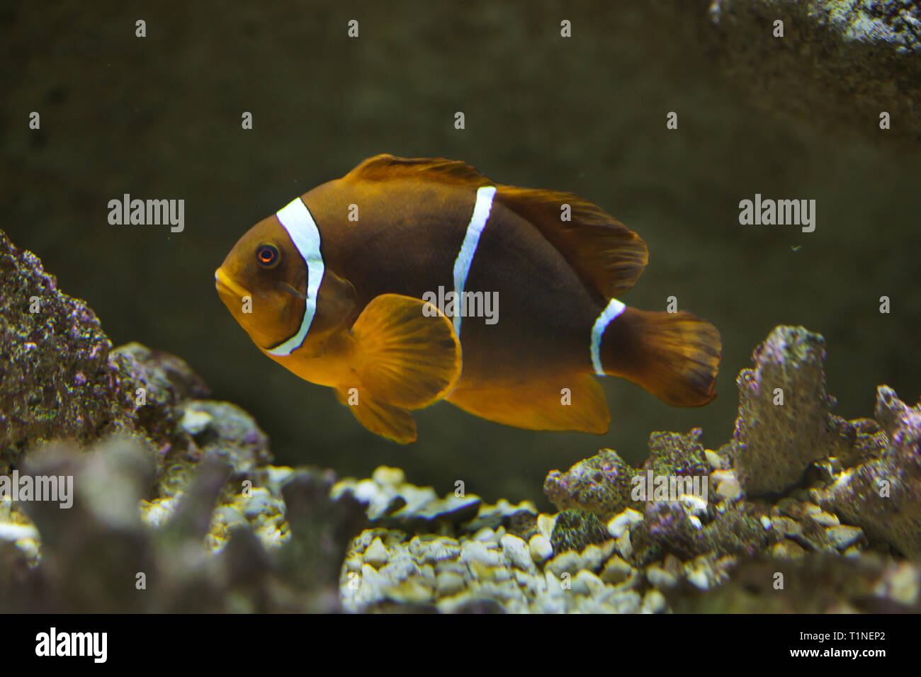 Spine-cheeked anemonefish (Premnas biaculeatus), también conocido como el granate pez payaso. Foto de stock