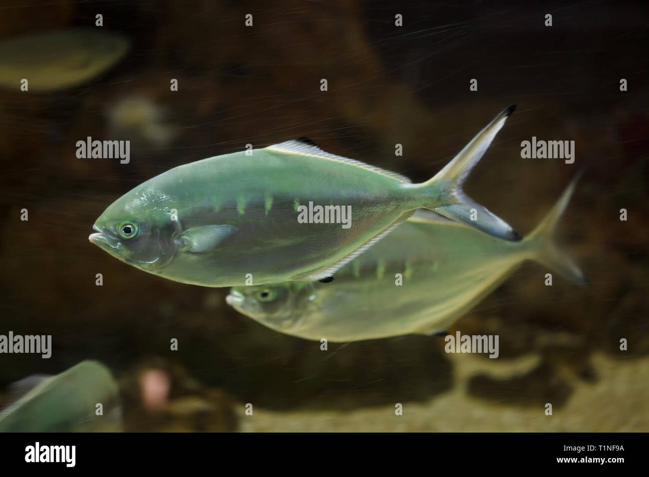 Pompano (Trachinotus ovatus). Los peces marinos. Foto de stock