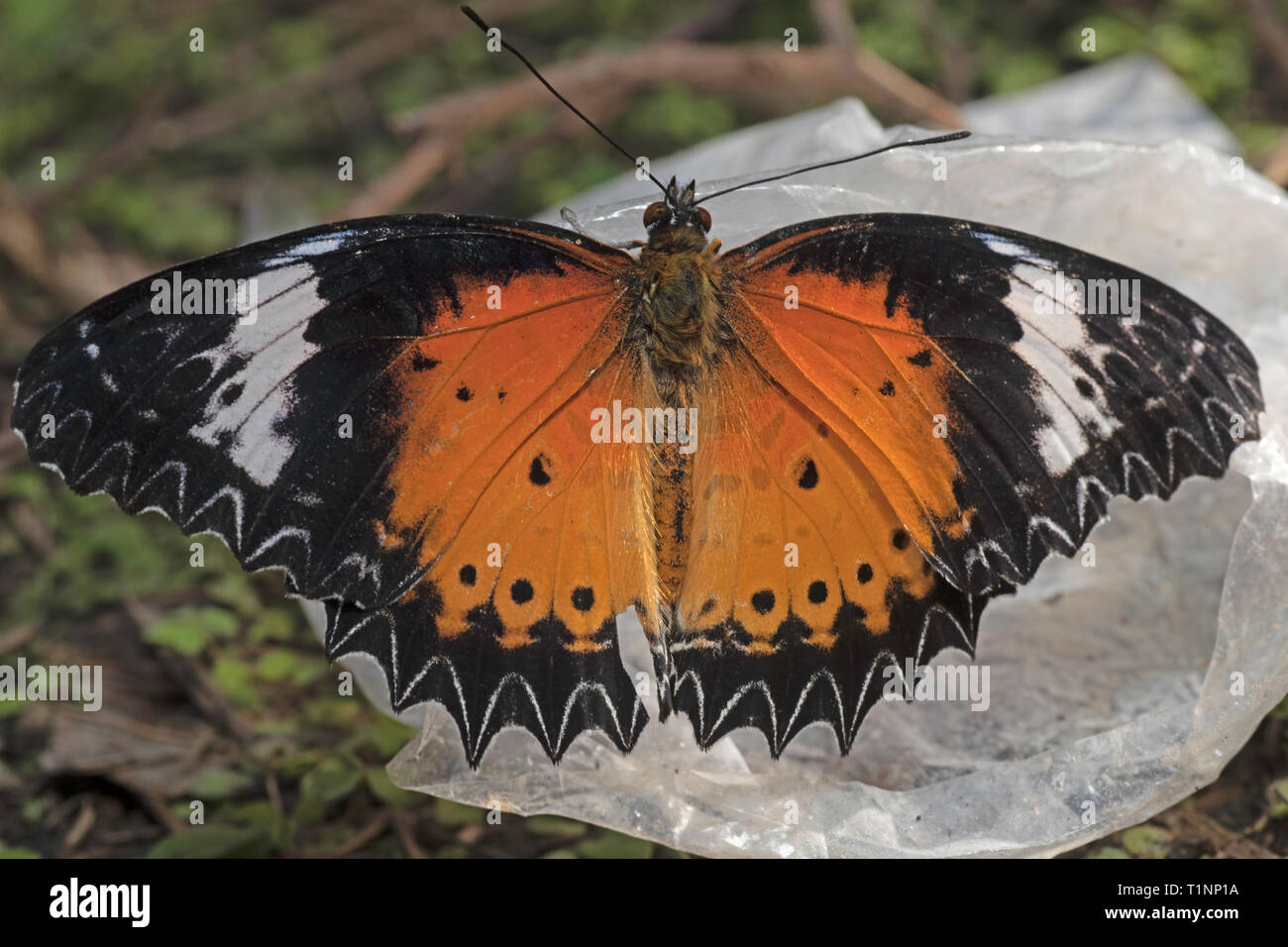 Dentro del Leopardo Crisopa ala abierta, Cethosia cyane, Satakha cyane, Nagaland, India Foto de stock