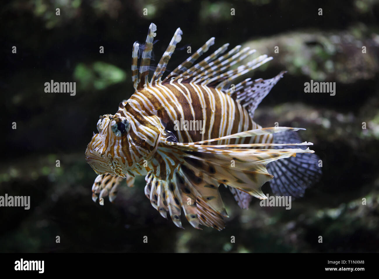Pez Leon Rojo Pterois Volitans Tropical Peces Venenosos Fotografia De Stock Alamy
