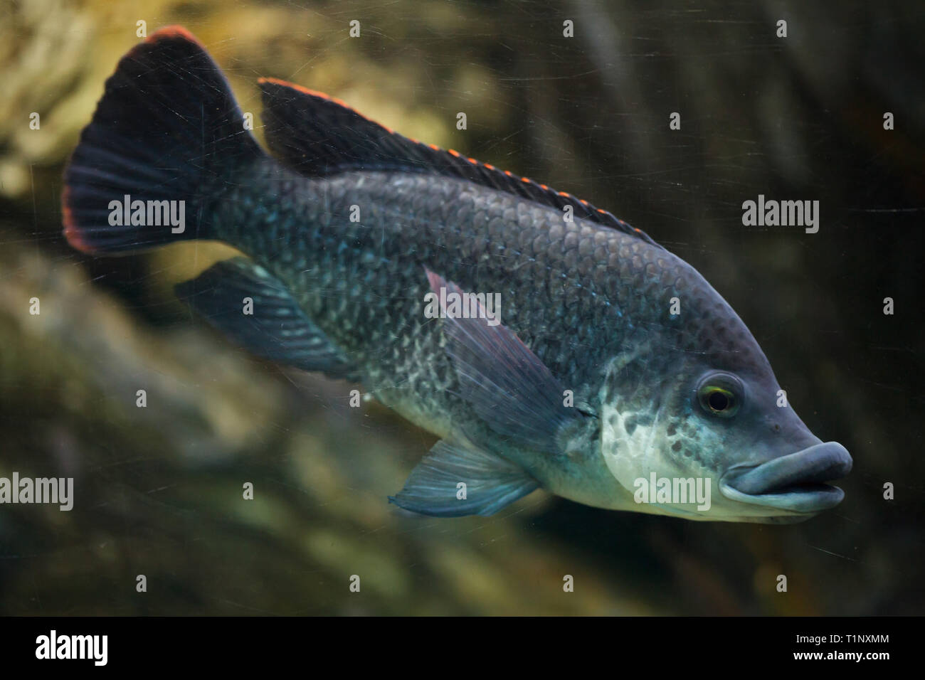 La tilapia (Oreochromis angolensis angoleños). Los peces de agua dulce. Foto de stock