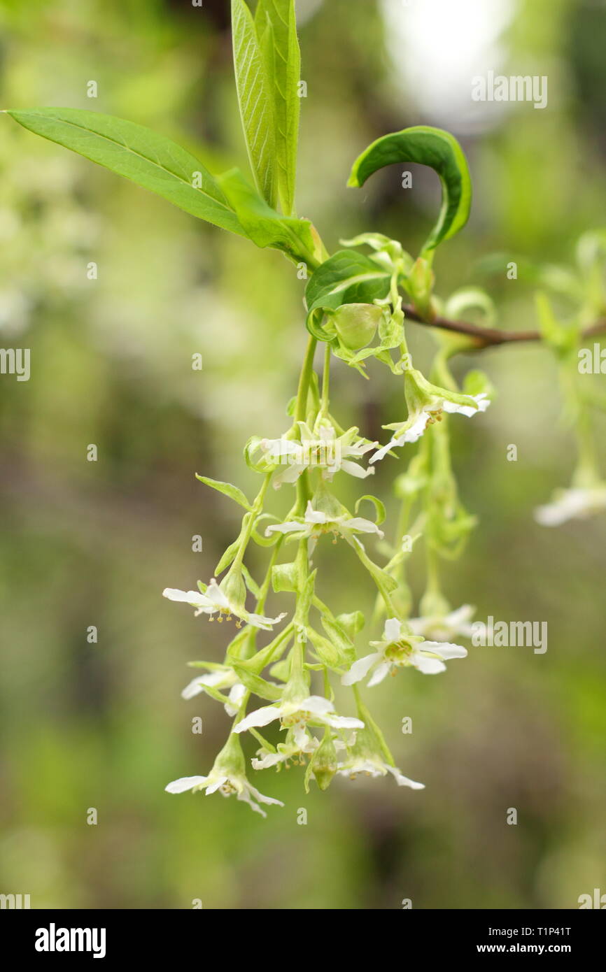 Oemleria cerasiformis. Flores del ciruelo indio, un arbusto suckering caducifolios, florece en primavera, en el Reino Unido. También llamado Oso berry Foto de stock