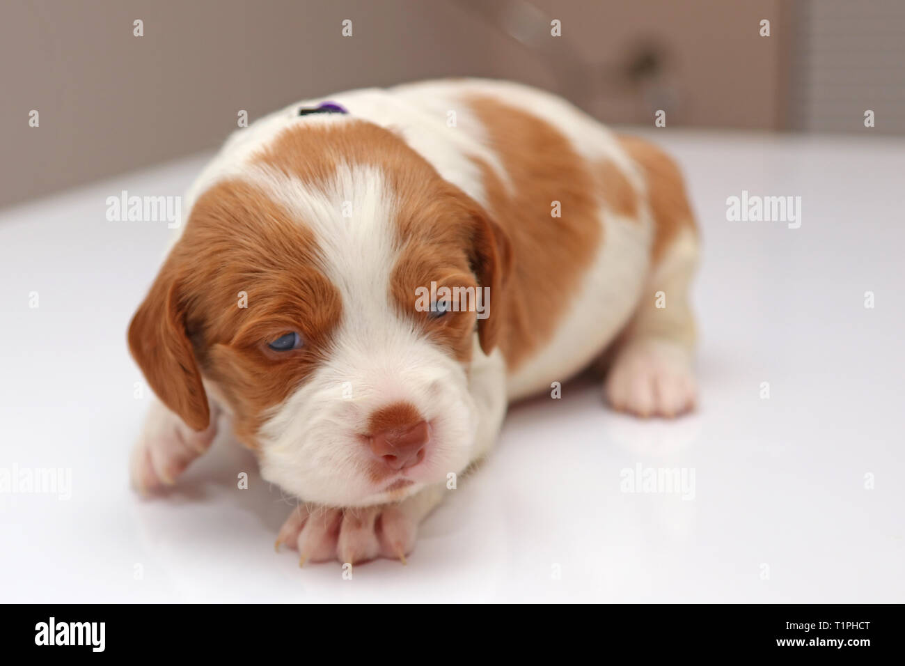 Bretaña cachorro español fotografías e imágenes de alta resolución - Alamy