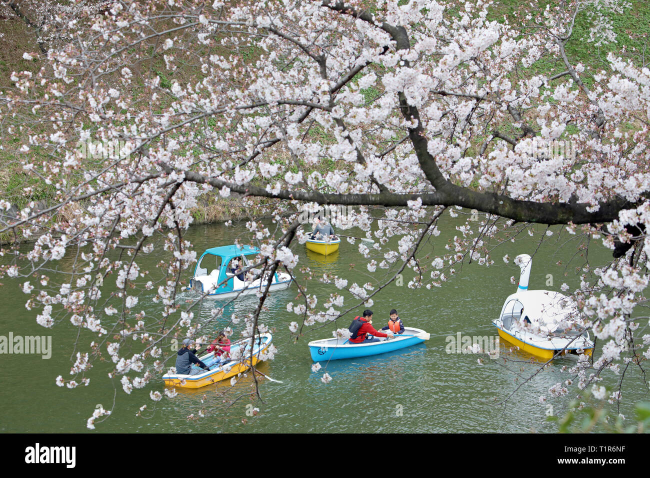Tokio, Japón. El 28 de marzo de 2019. Los lugareños y turistas disfrutan de los Cerezos conocido como Sakura en embarcaciones a Chidorigafuchi Park en el foso del Palacio Imperial de Tokio, Japón. Viendo la flor de cerezo o Sakura, se ha convertido en algo de un pasado nacional-tiempo para el japonés, y es un gran atractivo para los turistas. Sólo duran unas dos semanas, asegura que los más populares áreas de visualización siempre están empacados y tomar un paseo en barco por el foso del castillo es una de las maneras más populares de ver las flores. Crédito: Paul Brown/Alamy Live News Foto de stock