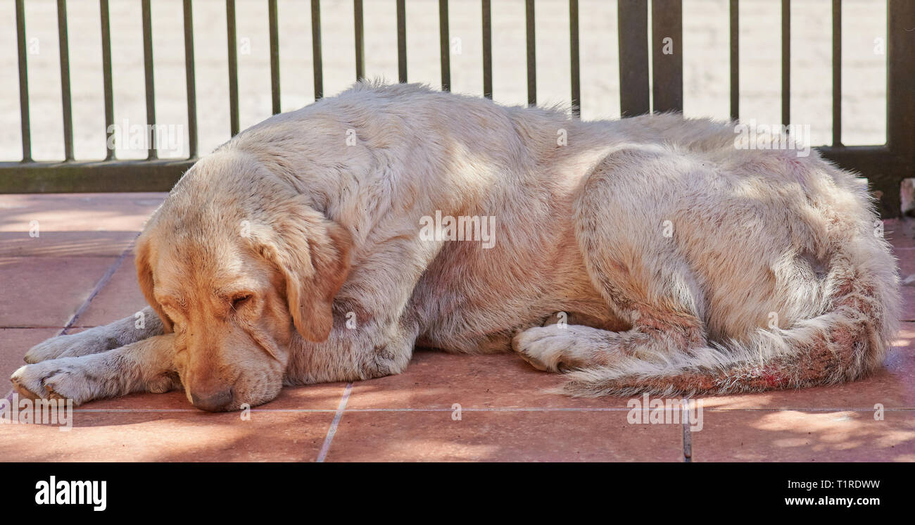 Triste perro labrador con hongo sentar en el suelo Foto de stock