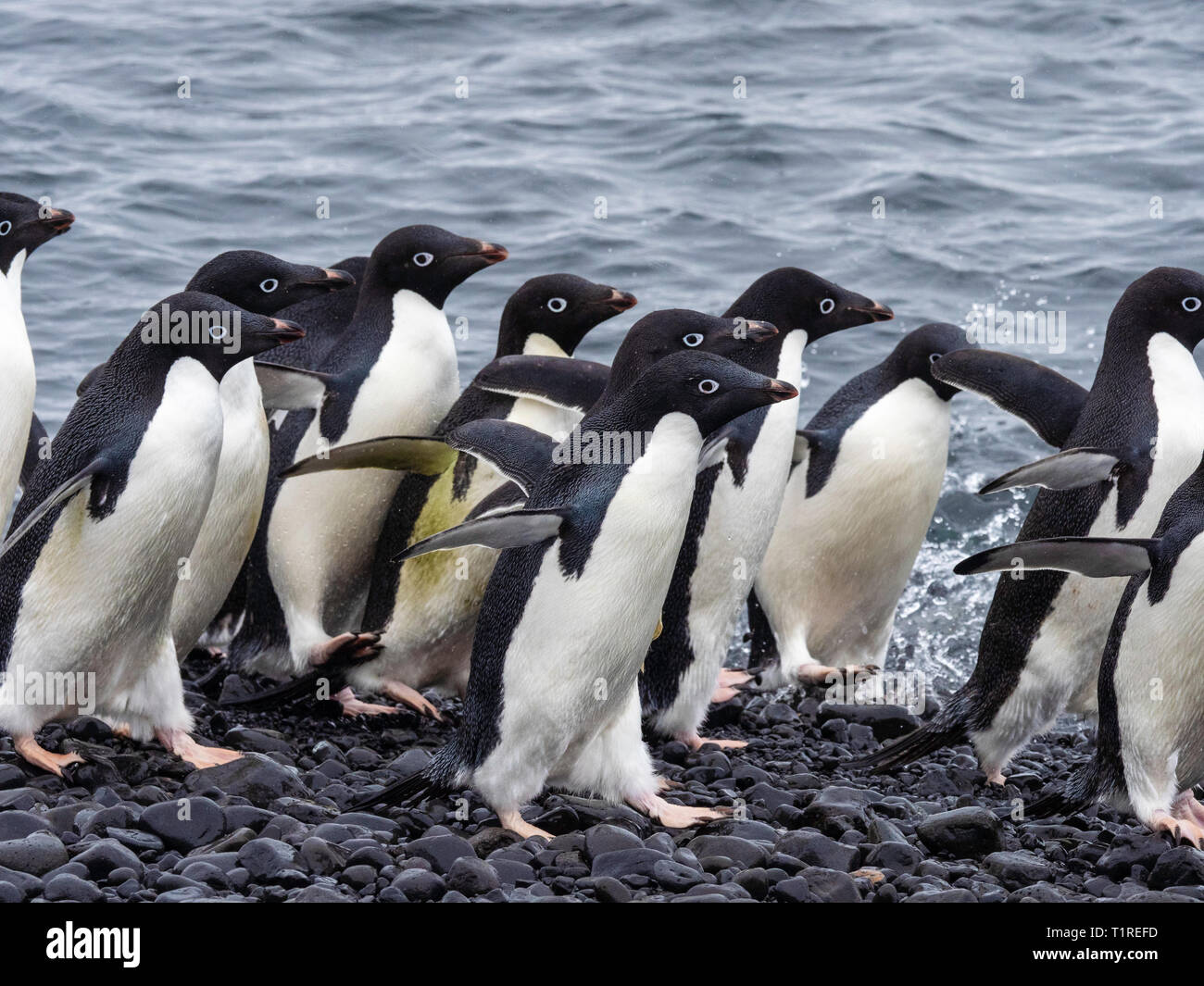 Los pingüinos Adelia (Pygoscelis adeliae) Brown Bluff, Antarctic Sound, la Antártida Foto de stock