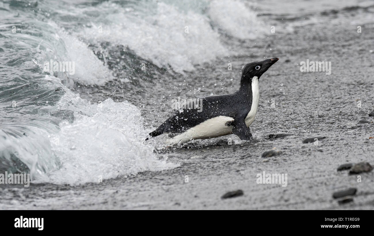 Pingüinos Adelia (Pygoscelis adeliae), la partida desde el mar, Plaqueta Cove, la Isla Coronación, Islas Orcadas del Sur, Antártida Foto de stock