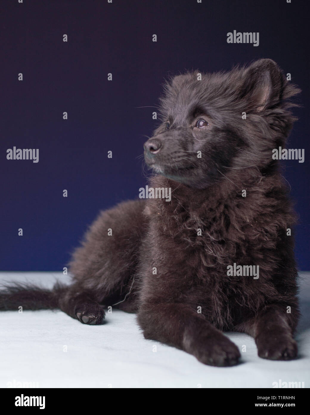 Cachorro Pomerania primor ganador del concurso Fotografía de stock - Alamy