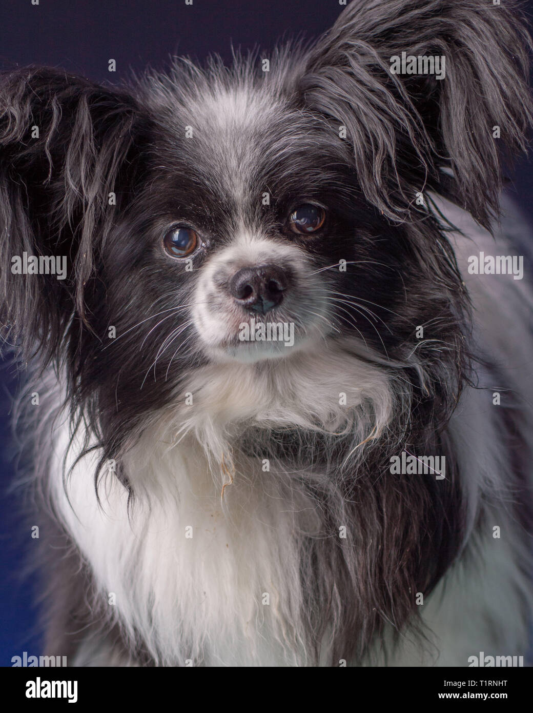 Papillon puppy dog portrait fotografías e imágenes de alta resolución -  Alamy