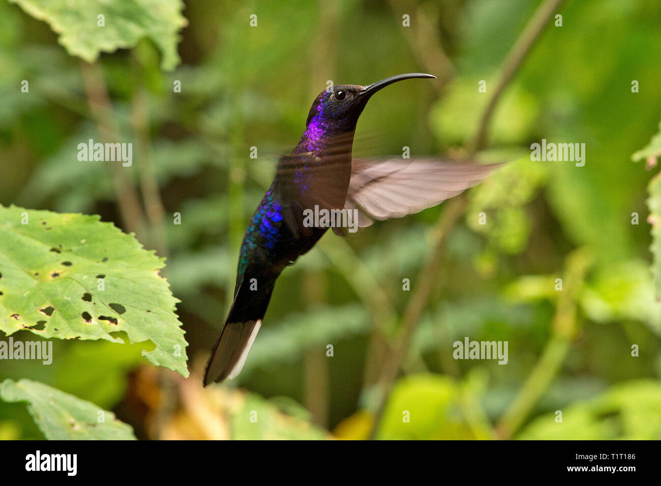 Violet Sabrewing (Campylopterus hemileucurus), rondando el vuelo, Costa Rica Foto de stock
