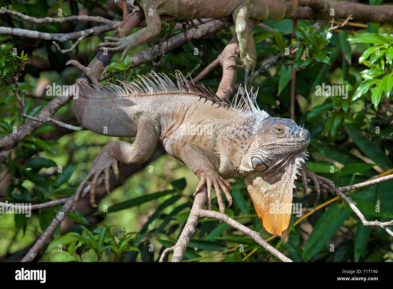 Grüner Leguan (Iguana iguana), auf einem Ast, Costa Rica | iguana verde (Iguana iguana), en una rama, Costa Rica Foto de stock