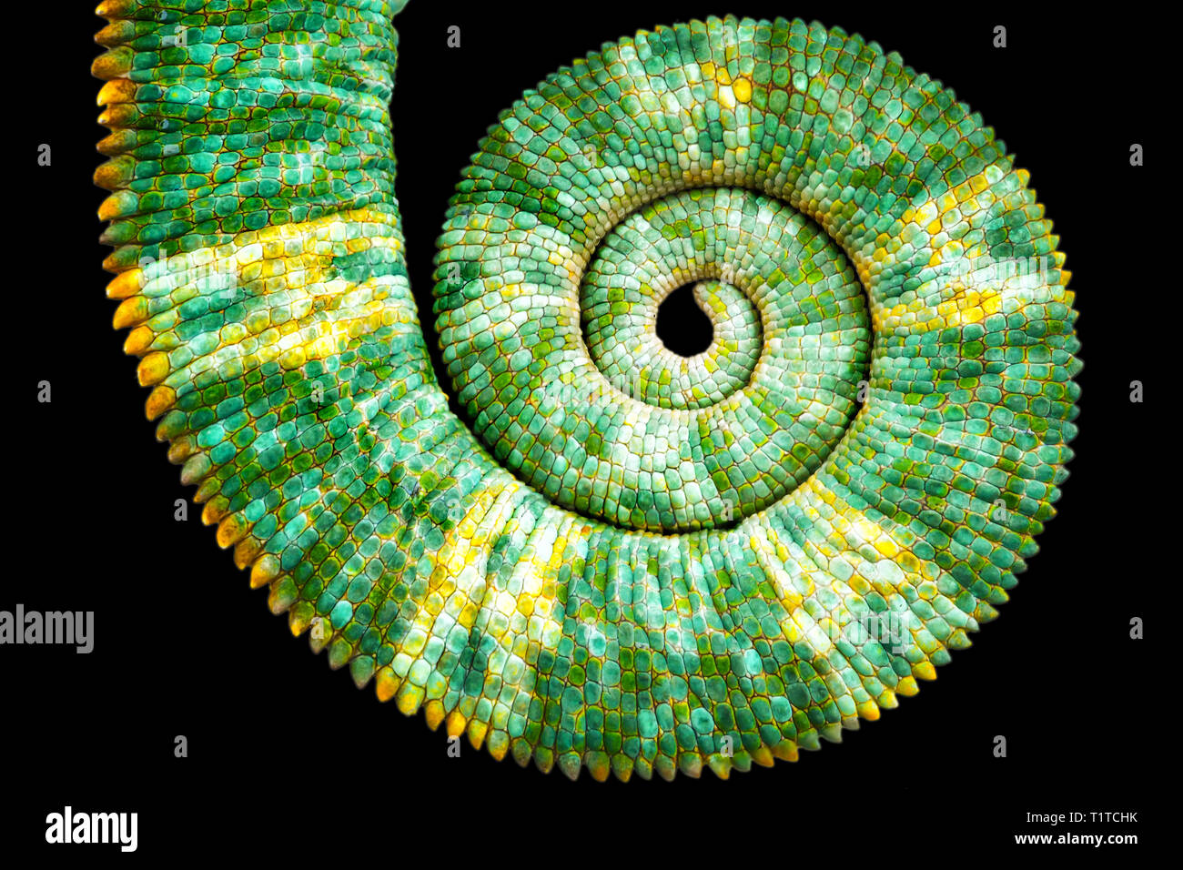 Cerrar vista de un hermoso colorido verde Chamaeleo calyptratus, revelando la cola curva espiral fibonacci matemática sobre fondo negro. Especies als Foto de stock